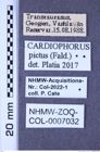 Etiketten zu Cardiophorus pictus (Faldermann, 1835) (NHMW-ZOO-COL-0007032)